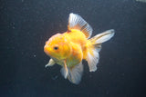 Thai Oranda  Calico 4.5 Inch (ID#1004Ry7a-3) Free2Day SHIPPING