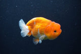 Juvenile Lionchu  Red White 3.5 Inch (ID#1227R11a-14) Free2Day SHIPPING