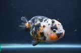 Milk Cow Ranchu  Calico 5 Inch (ID#401R10c-96) Free2Day SHIPPING