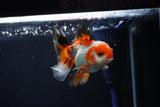 Juvenile Thai Oranda  Tricolor 3 Inch (ID#1112To13b-82) Free2Day SHIPPING