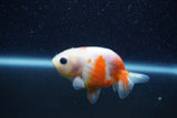 Baby Ranchu  Sakura 3 Inch (ID#1206R9c-52) Free2Day SHIPPING