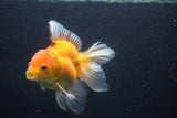 Thai Oranda  Calico 4.5 Inch (ID#1004Ry7a-3) Free2Day SHIPPING