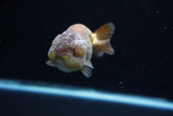 Ranchu  Lavender 3.5 Inch (ID#221R8c-54) Free2Day SHIPPING