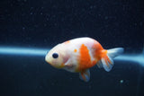 Baby Ranchu  Sakura 3 Inch (ID#1206R9c-52) Free2Day SHIPPING