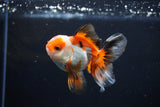 Juvenile Thai Oranda  Tricolor 3 Inch (ID#1112To13b-82) Free2Day SHIPPING