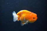 Juvenile Lionchu  Red White 3.5 Inch (ID#1227R11a-14) Free2Day SHIPPING