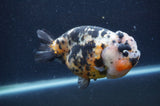 Milk Cow Ranchu  Calico 5 Inch (ID#401R10c-96) Free2Day SHIPPING