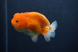 Juvenile Lionchu  Red White 3.5 Inch (ID#1227R11a-14) Free2Day SHIPPING