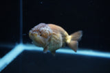 Ranchu  Lavender 3.5 Inch (ID#221R8c-54) Free2Day SHIPPING