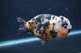 Milk Cow Ranchu  Calico 5 Inch (ID#401R10c-96) Free2Day SHIPPING