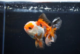 Juvenile Thai Oranda  Tricolor 3 Inch (ID#1112To13b-82) Free2Day SHIPPING