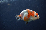 Juvenile Ranchu  Calico 3 Inch (ID#1220R9b-56) Free2Day SHIPPING