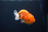 Juvenile Lionchu  Red White 3.5 Inch (ID#1227R11a-14) Free2Day SHIPPING