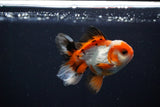 Juvenile Thai Oranda  Tricolor 3 Inch (ID#1112To13b-82) Free2Day SHIPPING