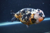 Milk Cow Ranchu  Calico 5 Inch (ID#401R10c-96) Free2Day SHIPPING