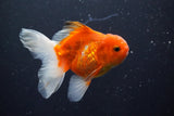 Thai Oranda  Sakura 4 Inch (ID#1008ToPTA-36) Free2Day SHIPPING