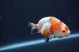 Juvenile Ranchu  Calico 3 Inch (ID#1220R9b-56) Free2Day SHIPPING