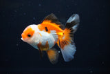 Juvenile Thai Oranda  Tricolor 3 Inch (ID#1112To13b-82) Free2Day SHIPPING