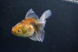 Thai Oranda  Calico 4.5 Inch (ID#1008Ry7a-1) Free2Day SHIPPING