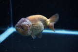Ranchu  Lavender 3.5 Inch (ID#221R8c-54) Free2Day SHIPPING