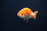 Baby Ranchu Red White 3 Inch (ID#1227R9c-21) Free2Day SHIPPING