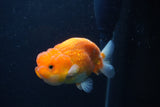 Juvenile Lionchu  Red White 3.5 Inch (ID#1227R11a-14) Free2Day SHIPPING