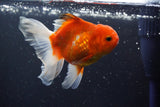 Thai Oranda  Sakura 4 Inch (ID#1008ToPTA-36) Free2Day SHIPPING