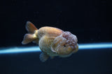 Ranchu  Lavender 3.5 Inch (ID#221R8c-54) Free2Day SHIPPING