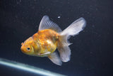 Thai Oranda  Calico 4.5 Inch (ID#1008Ry7a-1) Free2Day SHIPPING