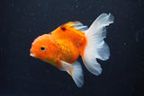 Thai Oranda  Sakura 4 Inch (ID#1008ToPTA-36) Free2Day SHIPPING