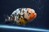 Milk Cow Ranchu  Calico 4.5 Inch (ID#401R10c-97) Free2Day SHIPPING