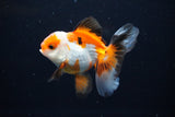 Juvenile Thai Oranda  Tricolor 3 Inch (ID#1112To13b-82) Free2Day SHIPPING