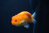 Juvenile Lionchu  Red White 3.5 Inch (ID#1227R11a-14) Free2Day SHIPPING