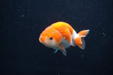 Baby Ranchu Red White 3 Inch (ID#1227R9c-21) Free2Day SHIPPING