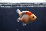 Juvenile Ranchu  Calico 3.5 Inch (ID#1224R9b-48) Free2Day SHIPPING