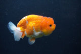 Juvenile Lionchu  Red White 3.5 Inch (ID#1227R11a-14) Free2Day SHIPPING