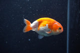 Baby Ranchu Red White 3 Inch (ID#1227R9c-21) Free2Day SHIPPING