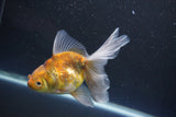 Thai Oranda  Calico 4.5 Inch (ID#1008Ry7a-1) Free2Day SHIPPING