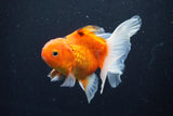 Thai Oranda  Sakura 4 Inch (ID#1008ToPTA-36) Free2Day SHIPPING