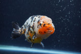 Milk Cow Ranchu  Calico 4.5 Inch (ID#401R10c-97) Free2Day SHIPPING