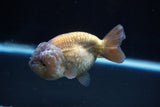 Ranchu  Lavender 3.5 Inch (ID#221R8c-54) Free2Day SHIPPING