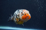 Milk Cow Ranchu  Calico 4.5 Inch (ID#401R10c-97) Free2Day SHIPPING