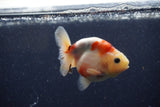 Juvenile Ranchu  Calico 3.5 Inch (ID#1224R9b-48) Free2Day SHIPPING