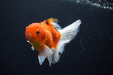 Thai Oranda  Sakura 4 Inch (ID#1008ToPTA-36) Free2Day SHIPPING