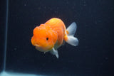 Juvenile Lionchu  Red White 3.5 Inch (ID#1227R11a-14) Free2Day SHIPPING