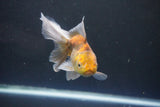 Thai Oranda  Calico 4.5 Inch (ID#1008Ry7a-1) Free2Day SHIPPING