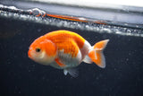 Baby Ranchu Red White 3 Inch (ID#1227R9c-21) Free2Day SHIPPING