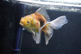 Thai Oranda  Calico 4.5 Inch (ID#1008Ry7a-1) Free2Day SHIPPING