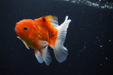 Thai Oranda  Sakura 4 Inch (ID#1008ToPTA-36) Free2Day SHIPPING