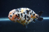 Milk Cow Ranchu  Calico 4.5 Inch (ID#401R10c-97) Free2Day SHIPPING